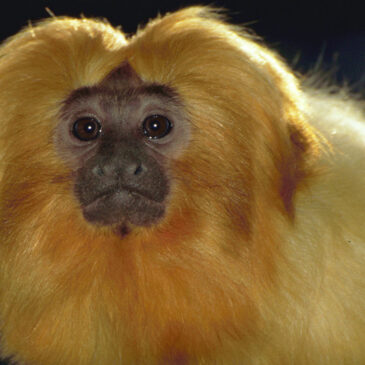 Arten retten und Aussterberisiko umkehren / Weltweiter „Reverse the Red Day“ am 7. Februar 2026