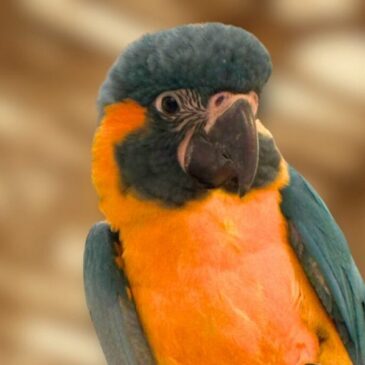 Ausflugstipp: Heute ist Welttag der Papageien – Aktionsprogramm für Zoobesucher