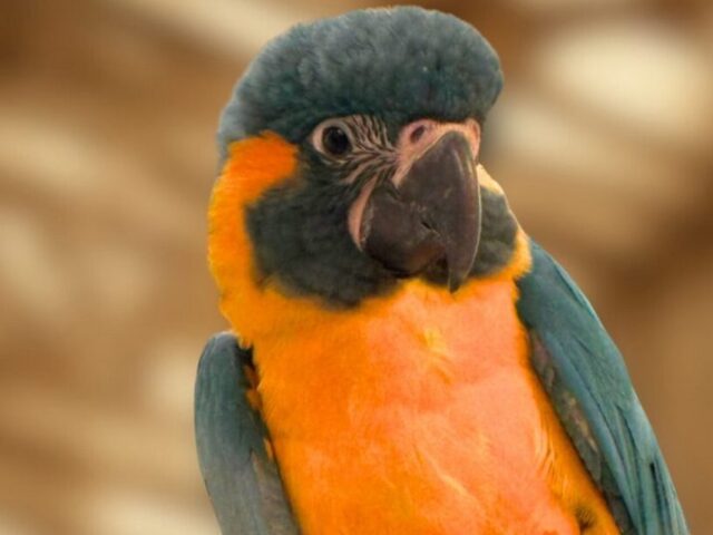 Ausflugstipp: Heute ist Welttag der Papageien – Aktionsprogramm für Zoobesucher
