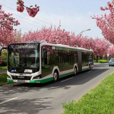 Kirschblütenfest im Holzweg / Linie 52 wird am Sonntag umgeleitet