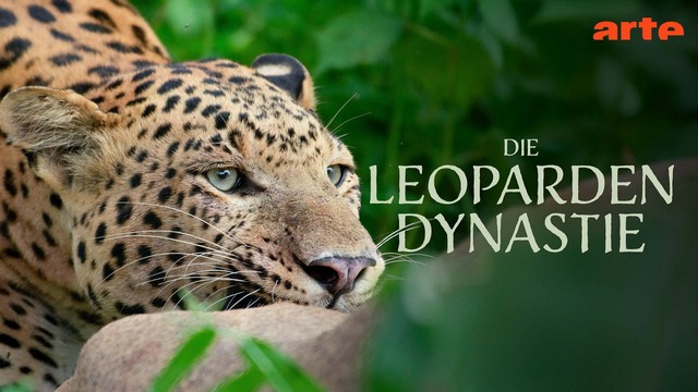 Doku: Die Leoparden-Dynastie – Aufstieg eines Prinzen (Arte  20:15 – 20:55 Uhr)