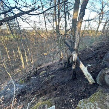 Polizeirevier Harz: Aktuelle Polizeimeldungen