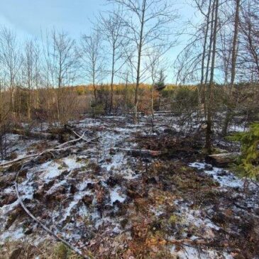 Feuerwehr im Einsatz: Verdacht der Brandstiftung