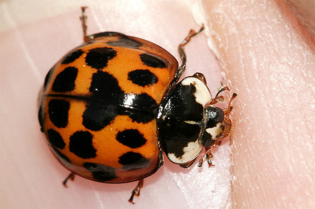 Asiatischer Marienkäfer breitet sich in Sachsen-Anhalt aus