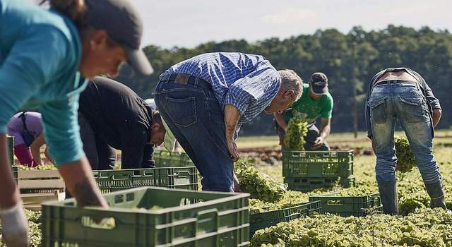 Saisonkräfte in der Erntezeit: CDU fordert Mindestlohn-Ausnahmen
