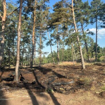 Polizeirevier Harz: Aktuelle Polizeimeldungen