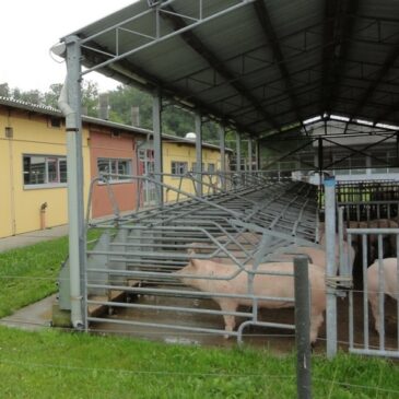 Land investiert in Ausbildungsstätte: Spatenstich für neue Ställe am Zentrum für Tierhaltung und Technik in Iden