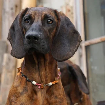 Barleben: Zur Jagd ausgebildeter Hund verletzt Kater tödlich – PETA erstattet Strafanzeige und fordert Tierhalteverbot für den Hundehalter