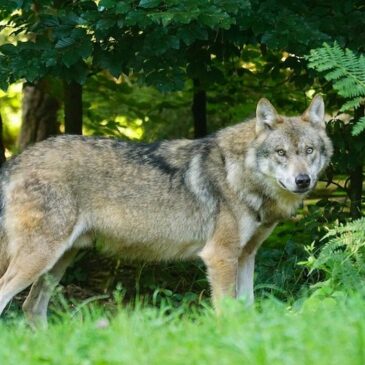 Zahl der Wolfsübergriffe auf Nutztiere geht zurück / Willingmann: „Herdenschutz wirkt“