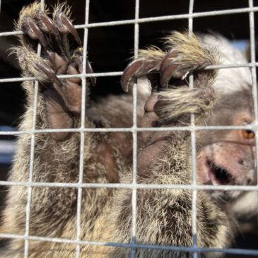 Brand in Magdeburg: Tierschutzwidrige Haltung eines Weißbüschelaffen aufgedeckt – PETA erstattet Strafanzeige und fordert Tierhalte- und Betreuungsverbot