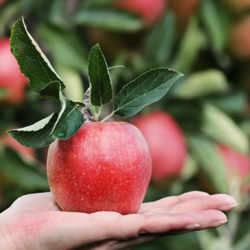 Apfelernte 2021 auf Vorjahresniveau, Pflaumenernte um 14 % gesunken / Rund 1 Million Tonnen Äpfel wurden 2021 in Deutschland geerntet