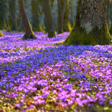 Der Lenz ist bald da! – Am 1. März beginnt der meteorologische Frühling