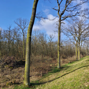 Waldarbeiten im Biederitzer Busch gehen am Deich weiter