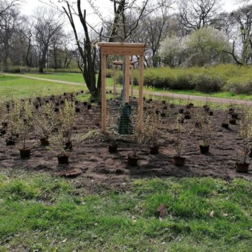 Erneuerung von Gehölz- und Strauchflächen in elbnahen Parkanlagen