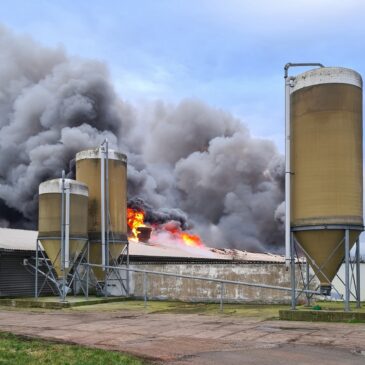 Hühnerstall brennt in Wackersleben: 12 000 Hühner verbrennen im Stall