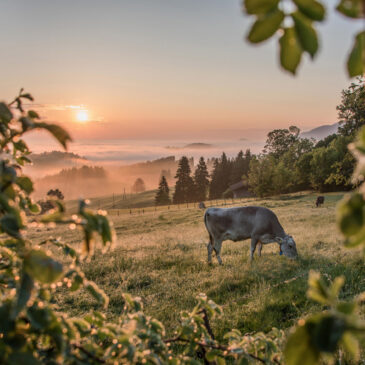 Für eine sinnreiche (R)Auszeit – Das Südliche Allgäu begeistert mit zahlreichen naturnahen Möglichkeiten zur Erholung mit allen Sinnen