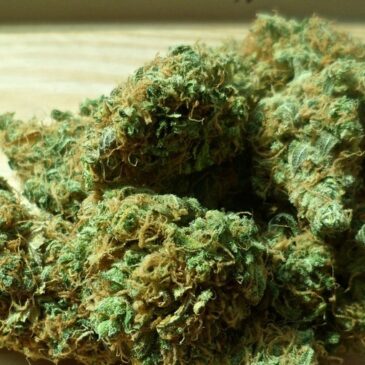 Notruf: 52-Jähriger kauft Cannabis und beschwert sich bei Polizei über „Verkäufer“