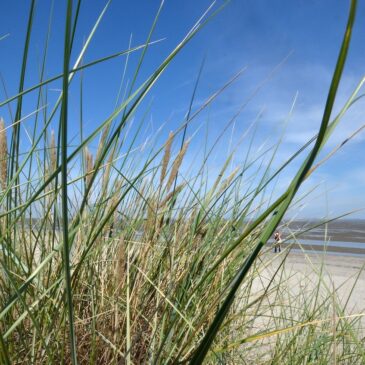 Drei-Stufen-Plan für Lockerungen der Corona-Maßnahmen: Die Nordsee GmbH bereit für einen sicheren Neustart