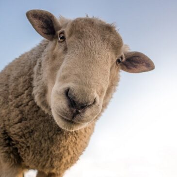 Weiterhin rückläufige Rinder- und Schafbestände in Sachsen-Anhalt
