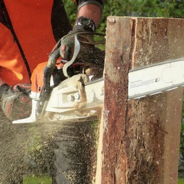 Baumfällungen in Fermersleben / Vorbereitungen für Erweiterung der Kegelhalle