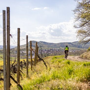 Hügelglück im Kraichgau-Stromberg: Bei mehrtägigen Radtouren Natur und Weingenuss erleben