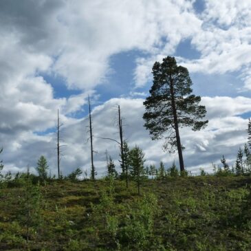 Heute ist Tag des Baumes: Effektiver Klimaschutz braucht gesunde Bäume