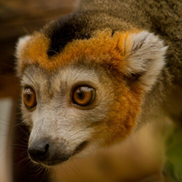 Tierischer Umzug im Zoo Magdeburg: Makis in friedlicher Nachbarschaft