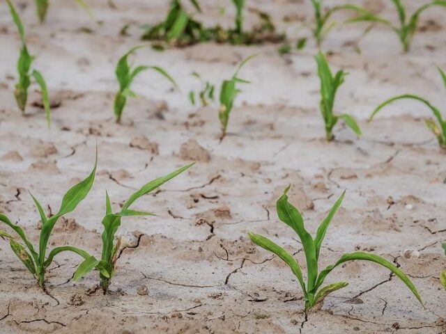 DÜRREN UND ERNTEAUSFÄLLE: Auf deutschen Feldern wachsen vor allem die Sorgen