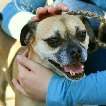 Magdeburg: Hund tötet zwei Artgenossen – PETA fordert Hundeführerschein in Sachsen-Anhalt