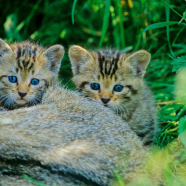 Achtung: Junge Wildkatzen im Wald! BUND appelliert: Wildkätzchen bitte im Wald lassen
