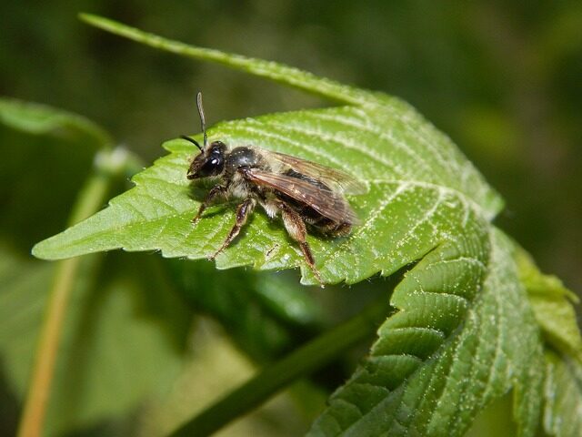Heute ist Weltbienentag – Wildbienen brauchen Schutz von jedermann
