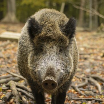 Kampf gegen Afrikanische Schweinepest: Erste einsatzfähige Kadaversuchhündin in Sachsen-Anhalt
