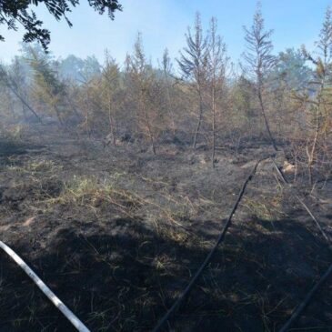 Polizeirevier Harz: Fünf Hektar Wald in Brand