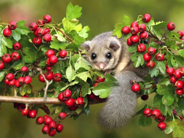 Was ist dran am Siebenschläfertag? – Der 27. Juni und seine Bedeutung fürs Wetter