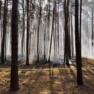 Polizeirevier Stendal: Waldbrände in Nähe Kamern und Sandau