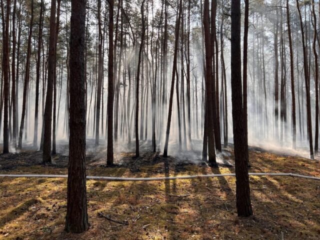Polizeirevier Stendal: Waldbrände in Nähe Kamern und Sandau