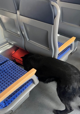 Herrenlose Gepäckstücke im Regionalexpress – Einsatz für Sprengstoffspürhund