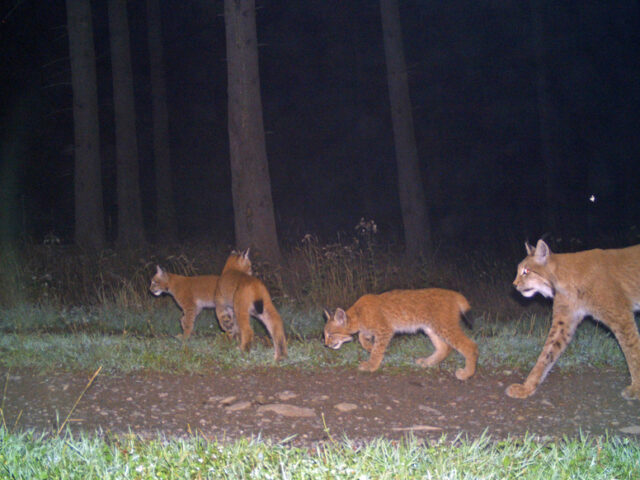 Tag des Luchses: Mehr Hilfe für die Pinselohren nötig – Zu wenig Tiere für einen stabilen Bestand