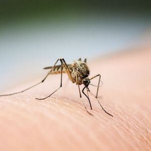Mückenstiche: Diese Hausmittel helfen gegen den Juckreiz
