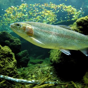 Fischerzeugung in Aquakulturen im Jahr 2021 um 1,8 % gesunken / Muschelerzeugung gegenüber dem Vorjahr um 5,8 % gestiegen