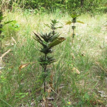 Hanfplantage auf einer Lichtung