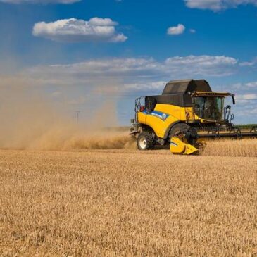 Erster DBV-Erntebericht 2022: Trockenschäden im Schwerpunkt beim Weizen