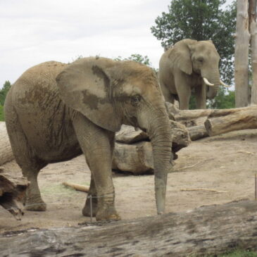 Große Freundschaft: Elefanten Mwana und Kando gemeinsam unterwegs