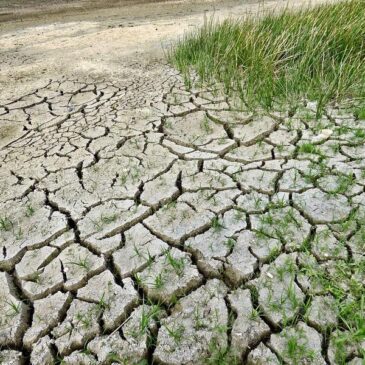 Deutscher Wetterdienst zur extremen Trockenheit in Deutschland: Fehlende Niederschläge lassen Böden stark austrocknen