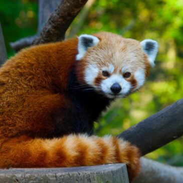 Aktionswochenende im Zoo: Gemeinsam für den Artenschutz des Roten Pandas einsetzen!