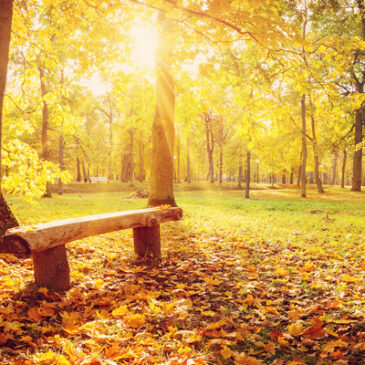 Ungewöhnlich mildes Herbstwetter setzt sich fort / Oktober einer der wärmsten seit Aufzeichnungsbeginn