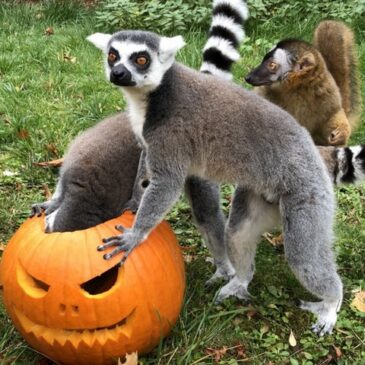 Tierische Halloween im Zoo Magdeburg vom 29.10. – 31.10.2022