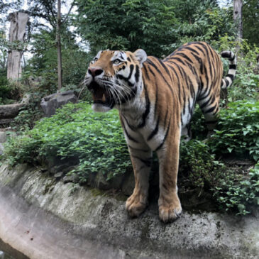Tierpatensonntag im Zoo: Tigerkater Kratz erhält Paten