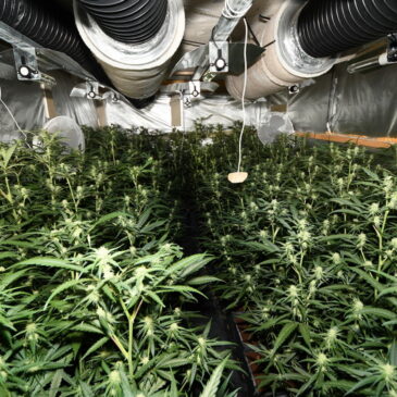 „Hobbygärtner“ in Gröningen: Indoorplantage mit 900 Cannabispflanzen aufgeflogen