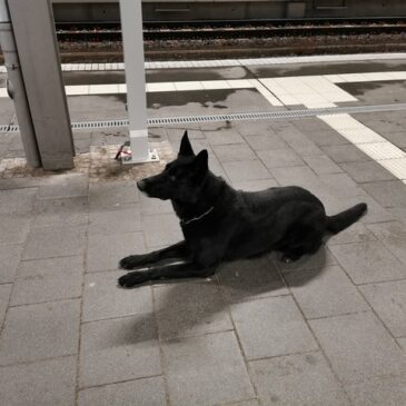 Sprengstoffspürhund Yukon am Magdeburger Hauptbahnhof im Einsatz